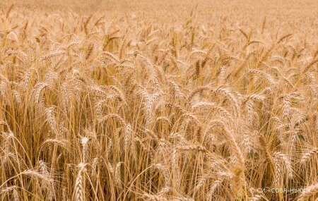 К 2025 году производство твердых сортов пшеницы в России может вырасти до 1,8 млн тонн