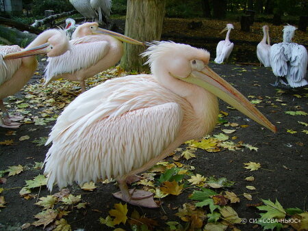 В Московском зоопарке вылупился птенец краснокнижного пеликана