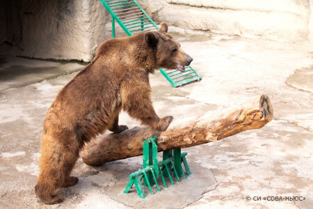 В зоопарке Ташкента мать сбросила свою дочь в вольер к медведю