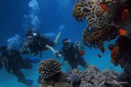 Нетронутый коралловый риф был обнаружен возле берегов Таити
