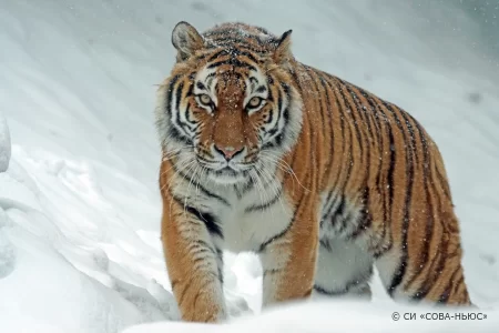 В Хабаровском края поезд насмерть сбил амурского тигра