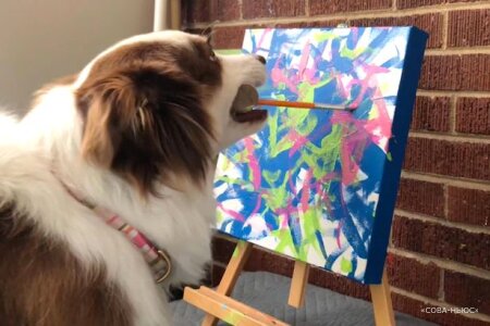 В Америке собака научилась рисовать картины и заработала на них 20 тысяч долларов