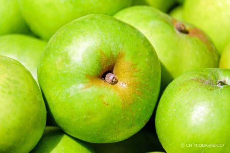 Нижневартовские стоматологи провели акцию «Зеленое яблоко»