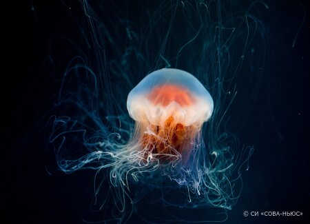 Специалисты ДГТУ исследуют способы получения коллагена из медуз