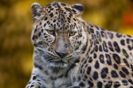 Ученые России и Южной Кореи наблюдают за обитателями национального парка «Земля леопардов»