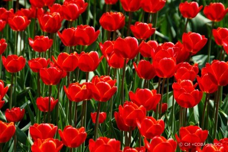 Российские школьники примут участие в акции "Красный тюльпан"