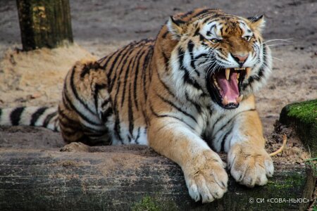 Житель Омска застрелил амурскую тигрицу