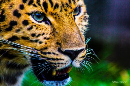 20 ягуаров будут судиться с властями за выживание в Аргентине