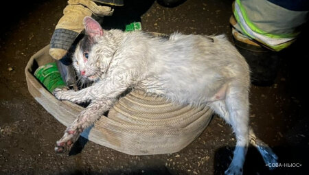 В Саратове кот Пузик спас хозяина от пожара, но сам едва не погиб