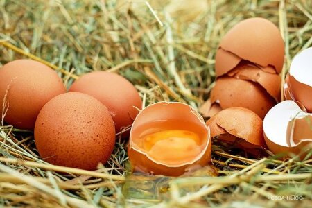 "КоммерсантЪ" узнал о решении птицефабрик повысить отпускные цены на яйца