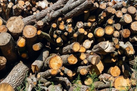 Россия отказала ЕС в экспорте древесного сырья