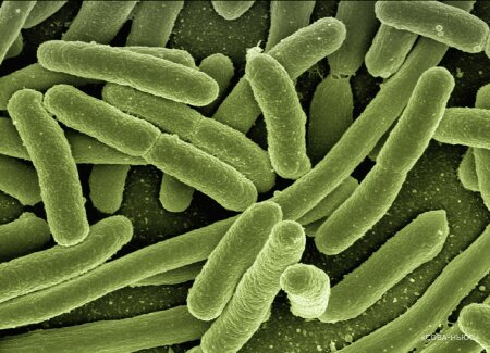Российские ученые исследовали методы борьбы с распространенной опасной бактерией