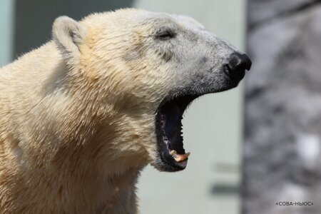 На Чукотке белый медведь напал на человека