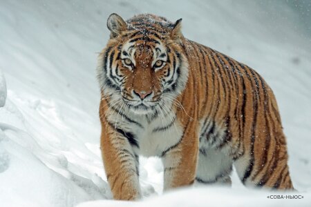В машине у жителей Хабаровского края нашли замороженную тушу краснокнижного тигра