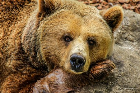 Сонная медведица чуть не растерзала ребенка в зоопарке Ленобласти
