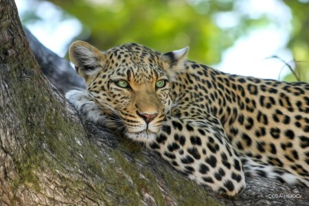 В Уссурийске за леопардами будут наблюдать фотоловушки