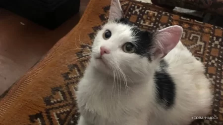Спасшего хозяина от пожара саратовского кота Пузика выписали из больницы