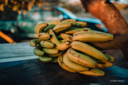 Бананы отменяются, экспорт невозможен