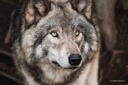 Полицейские в Якутии ищут неизвестных, задавивших на машине нескольких волков