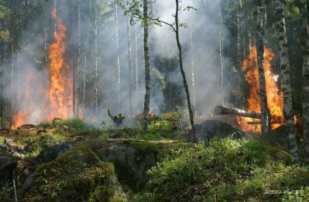 Площадь лесных пожаров в России за сутки увеличилась на 30%