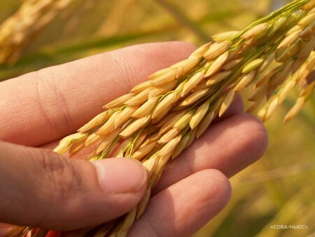 Производство риса в России может упасть на 30%