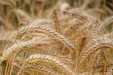 Угроза голода: Еще одна страна останавливает экспорт пшеницы
