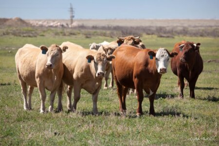 Российские фермеры в России могут перестать разводить скот из-за дешевого импортного сырья