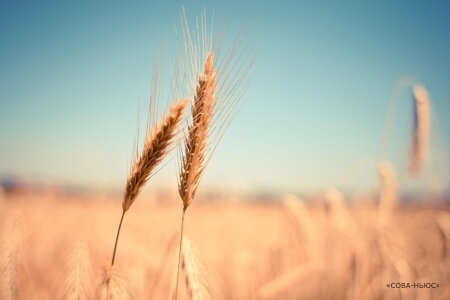 Урожай пшеницы в этом году будет лучшим в истории страны