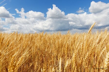 Урожай зерновых в этом году превысит 130 миллионов тонн