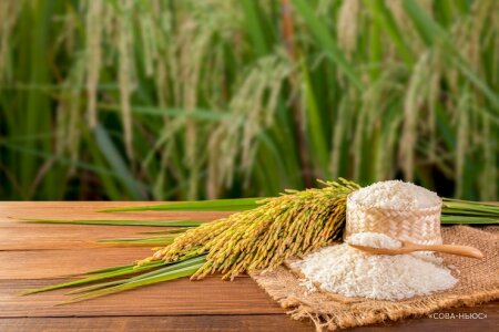 Кабмин временно ограничил экспорт риса, рисовой крупы и кормовых аминокислот