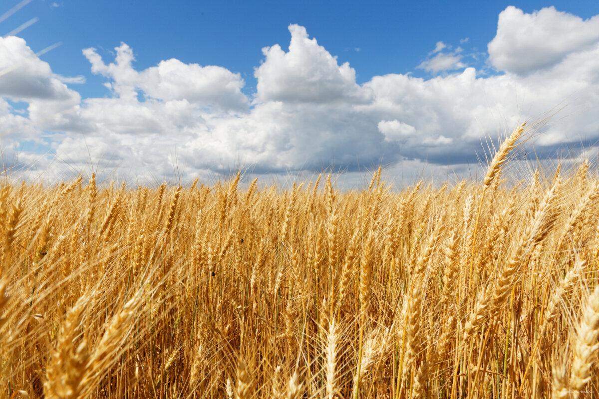 На Кубани собрали рекордный урожай пшеницы