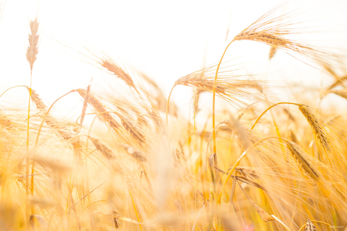 Лукашенко рассказал, что Россия готова предоставить Белоруссии 1 млн тонн пшеницы