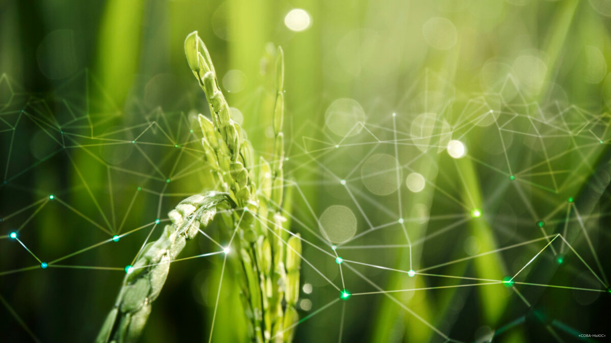 Минсельхоз представил стратегию развития органического сельхозпроизводства до 2030 года