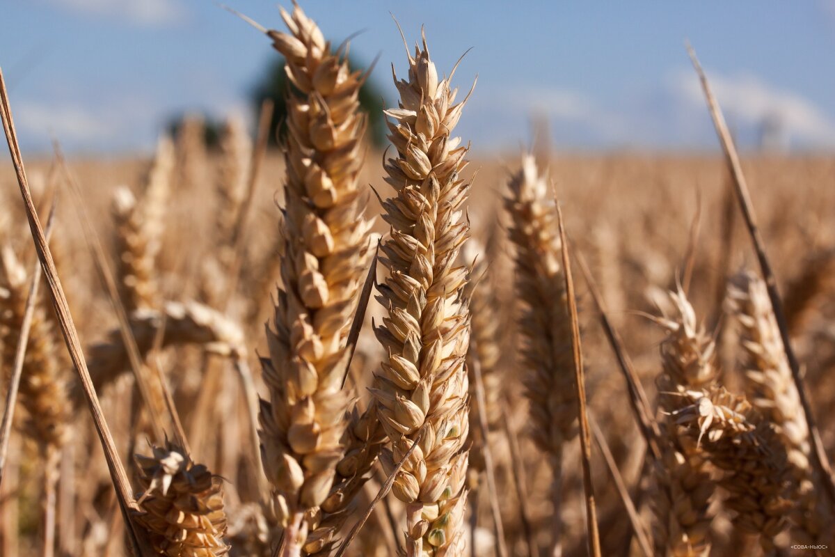 Постпред РФ при ООН сделал важное заявление по “зерновой сделке”