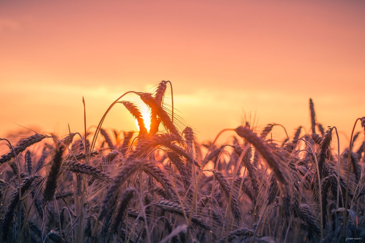 Фьючерсы на пшеницу на мировом рынке резко подорожали после выхода РФ из “зерновой сделки”
