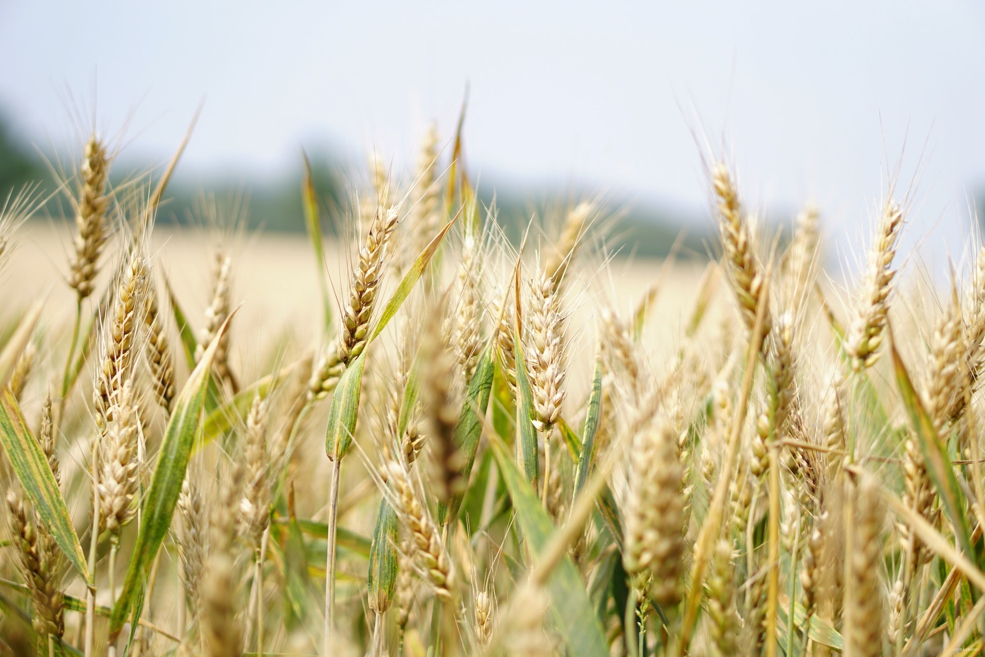 В России собрали 155,5 млн тонн зерна в бункерном весе