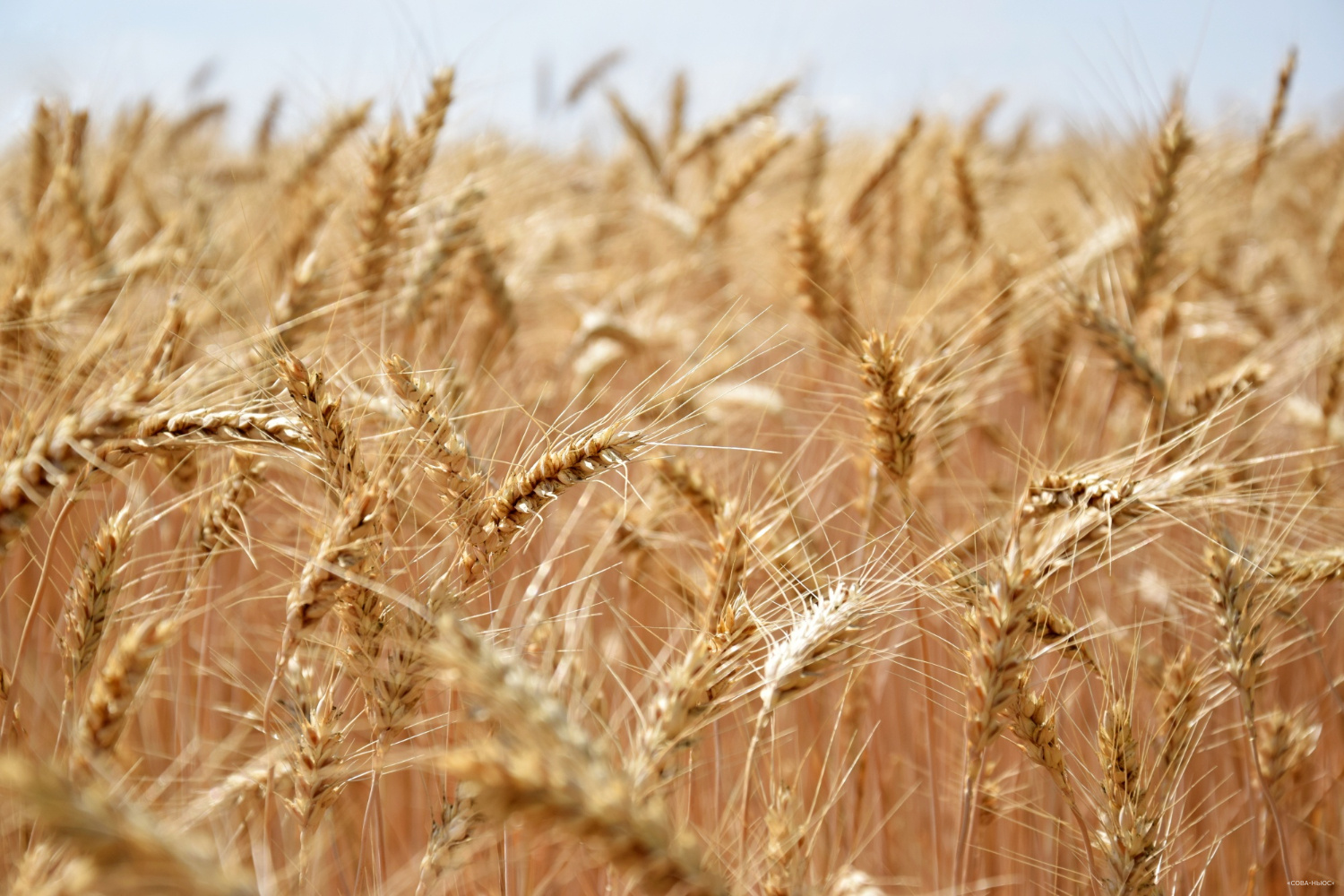 Экспорт зерновых из РФ в декабре может составить 4,5 млн тонн