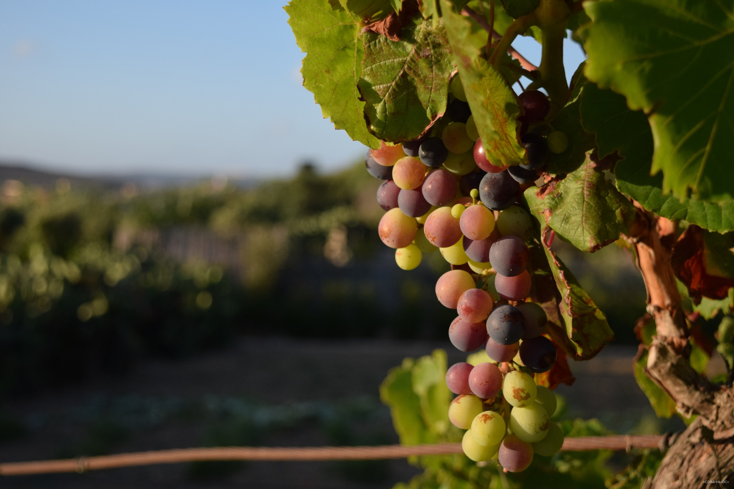 На Кубани рассказали о росте объемов винодельческой продукции