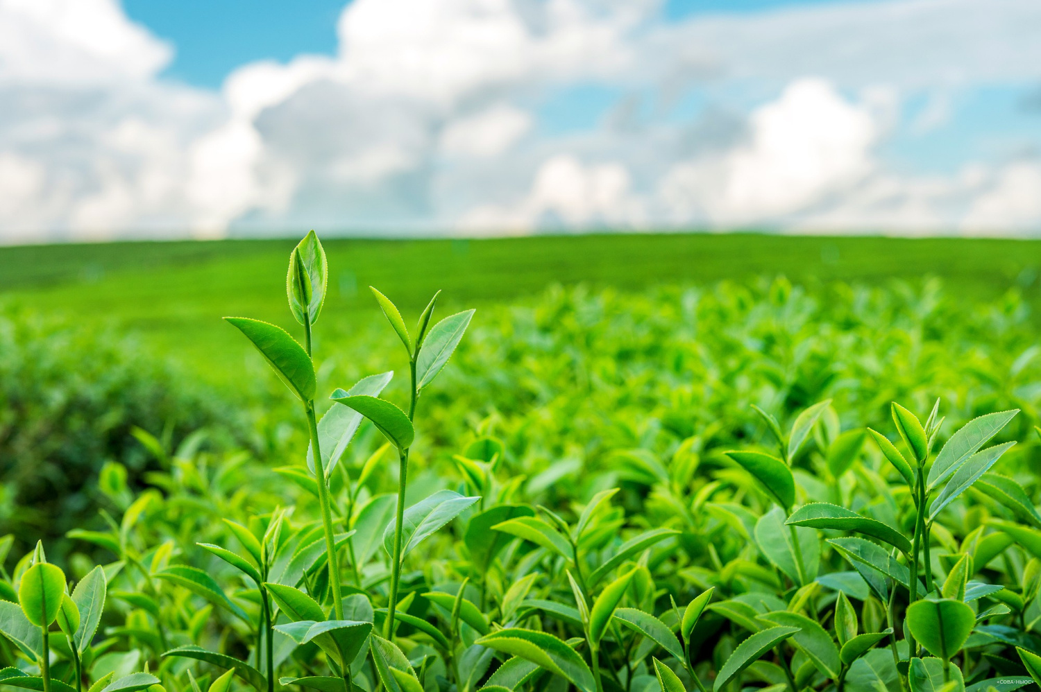 Кения намерена увеличить поставки чая в РФ
