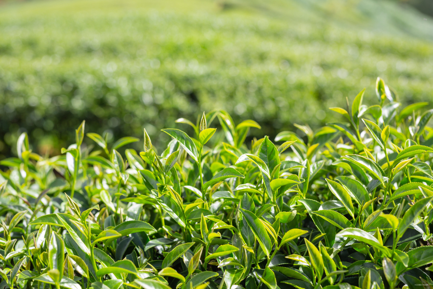Земли всех чайных плантаций в Сочи изъяты в пользу национального парка