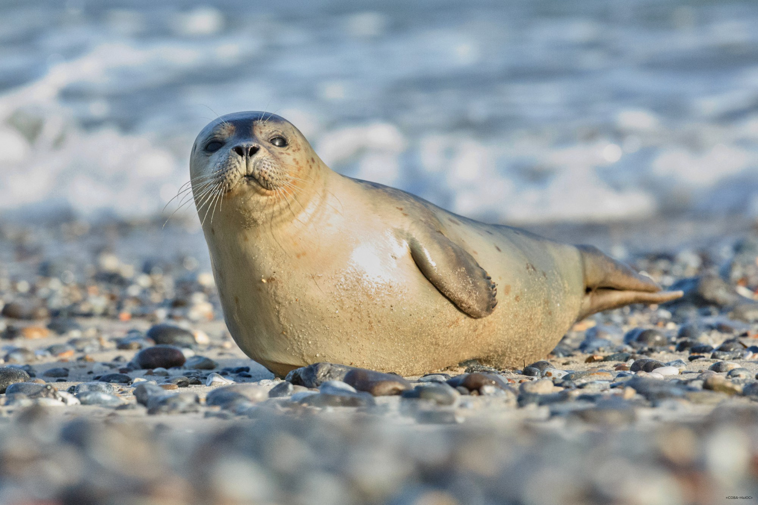 Более 2500 мертвых тюленей обнаружили на побережье Каспийского моря