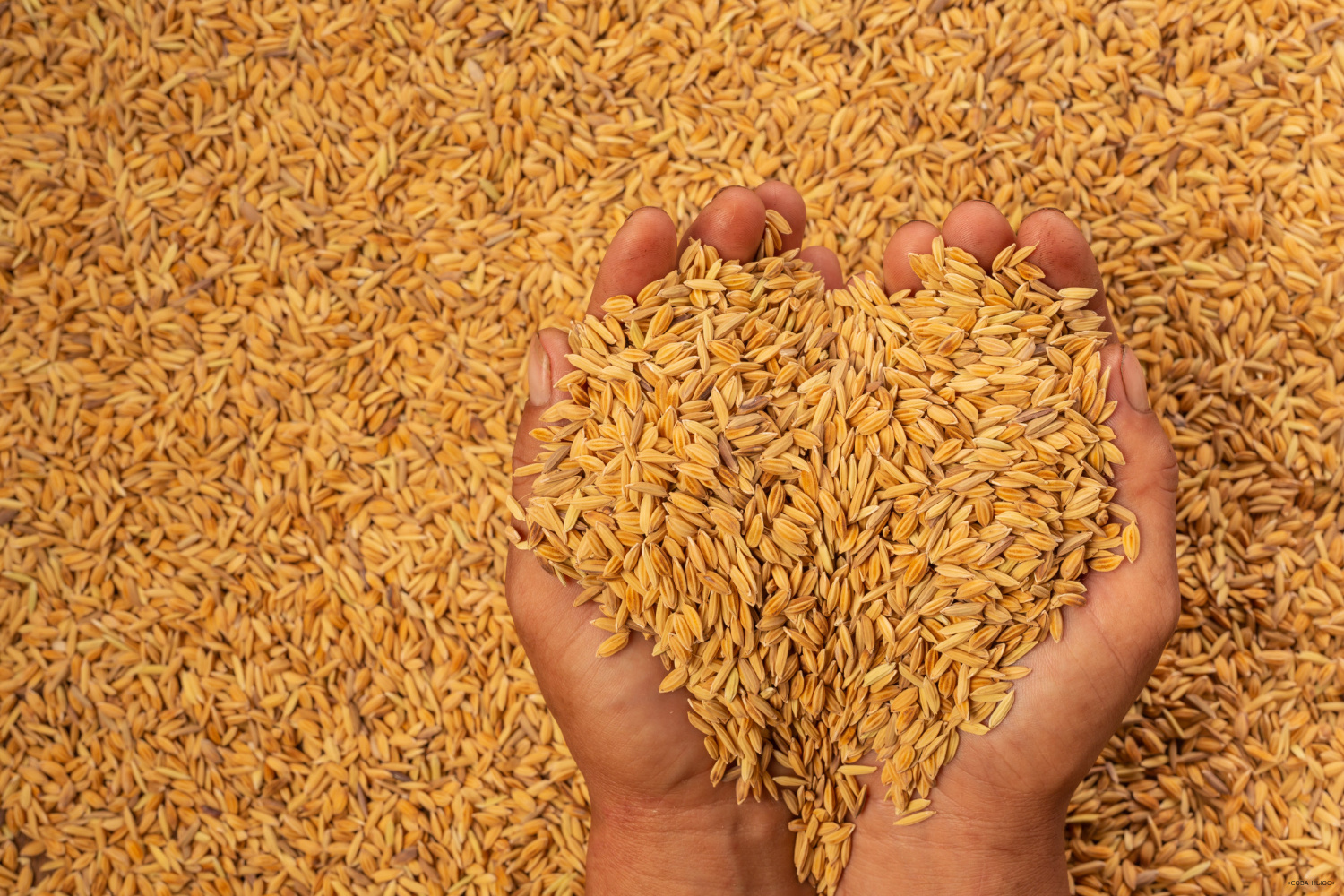 В России снижается пошлина на экспорт пшеницы