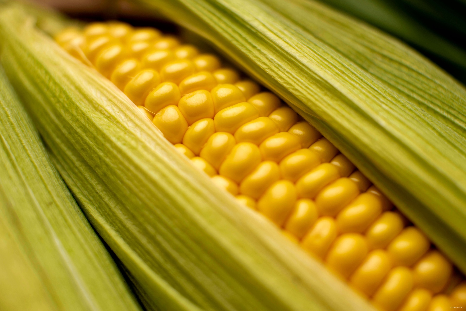 Кукурузу из Приамурья будут экспортировать в Южную Корею и Вьетнам