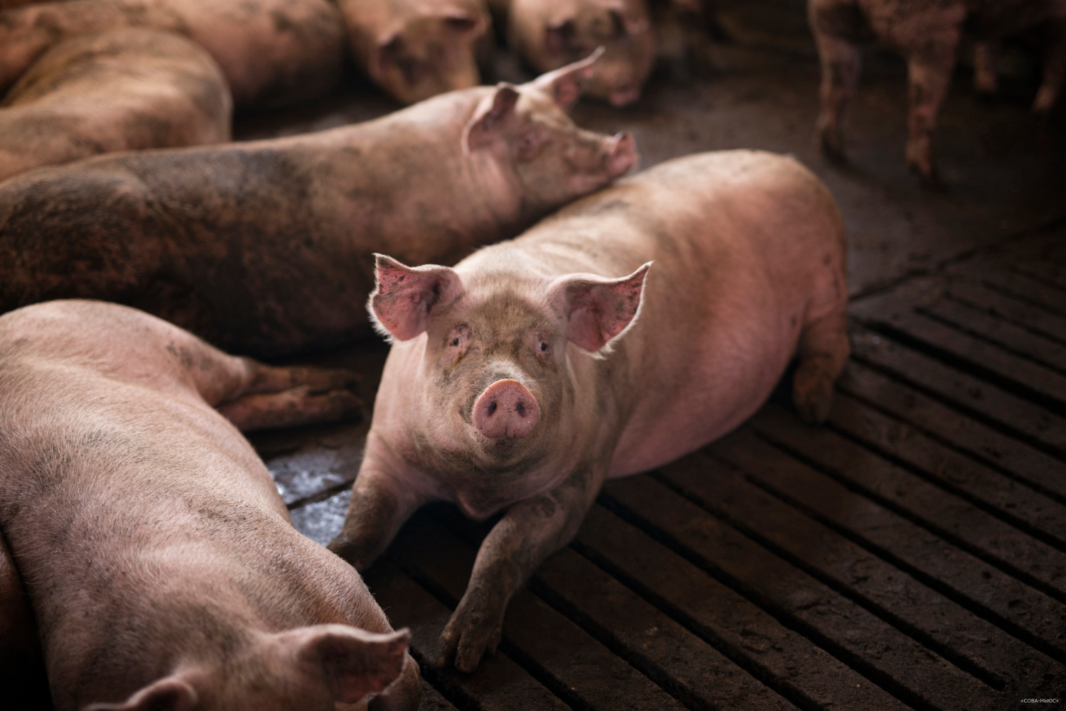 Оптовая цена на живых свиней упала до двухлетнего минимума