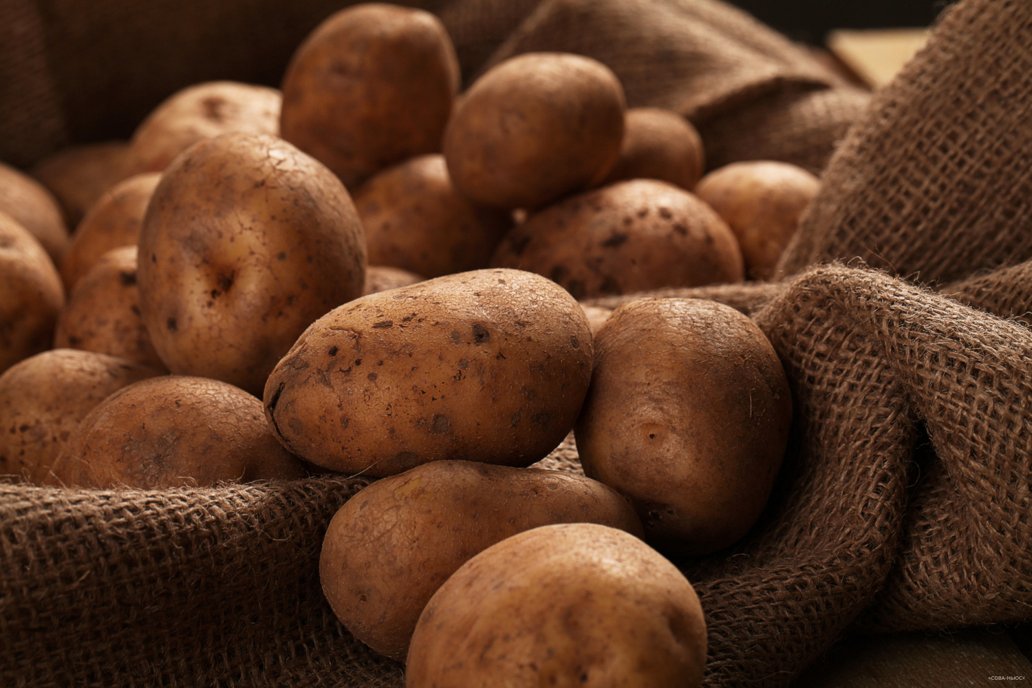 У российских производителей картошки возникли проблемы со сбытом