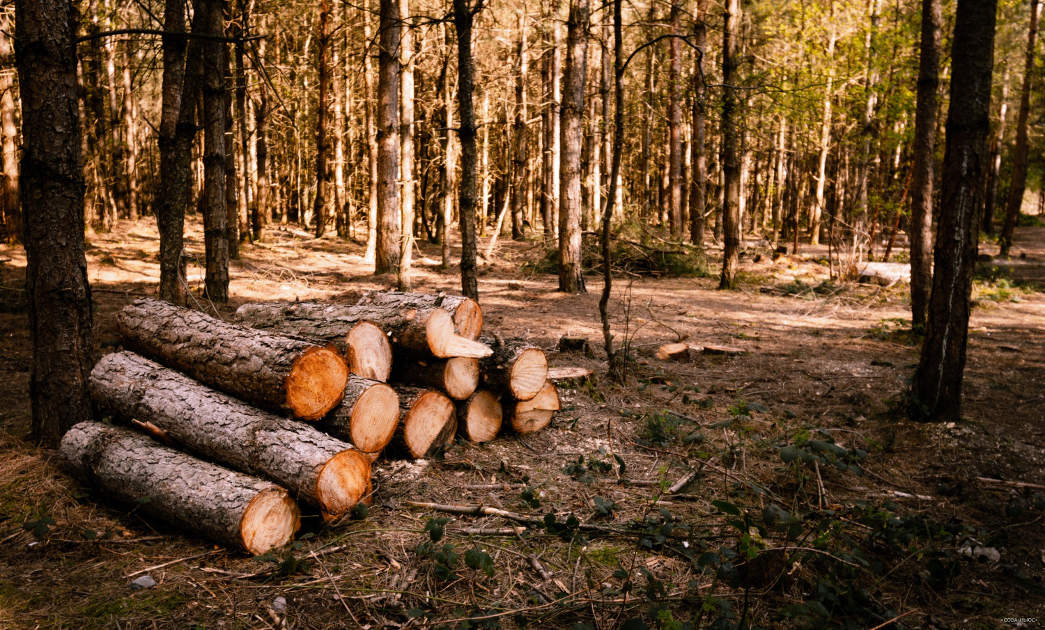 Лесная держава: дрова в России подорожали в 19 раз