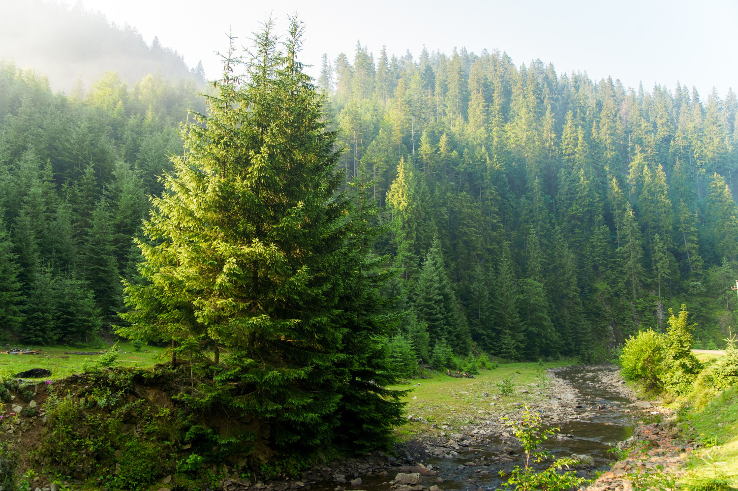 Доходы регионов от использования лесов выросли на 10 млрд рублей