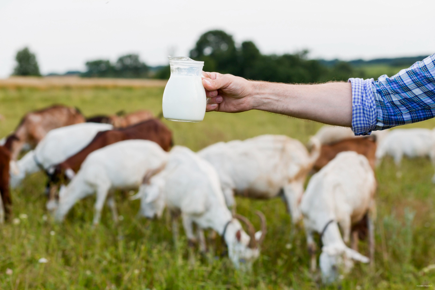 7 миллиардов будет выделено на строительство молочной фермы на Алтае