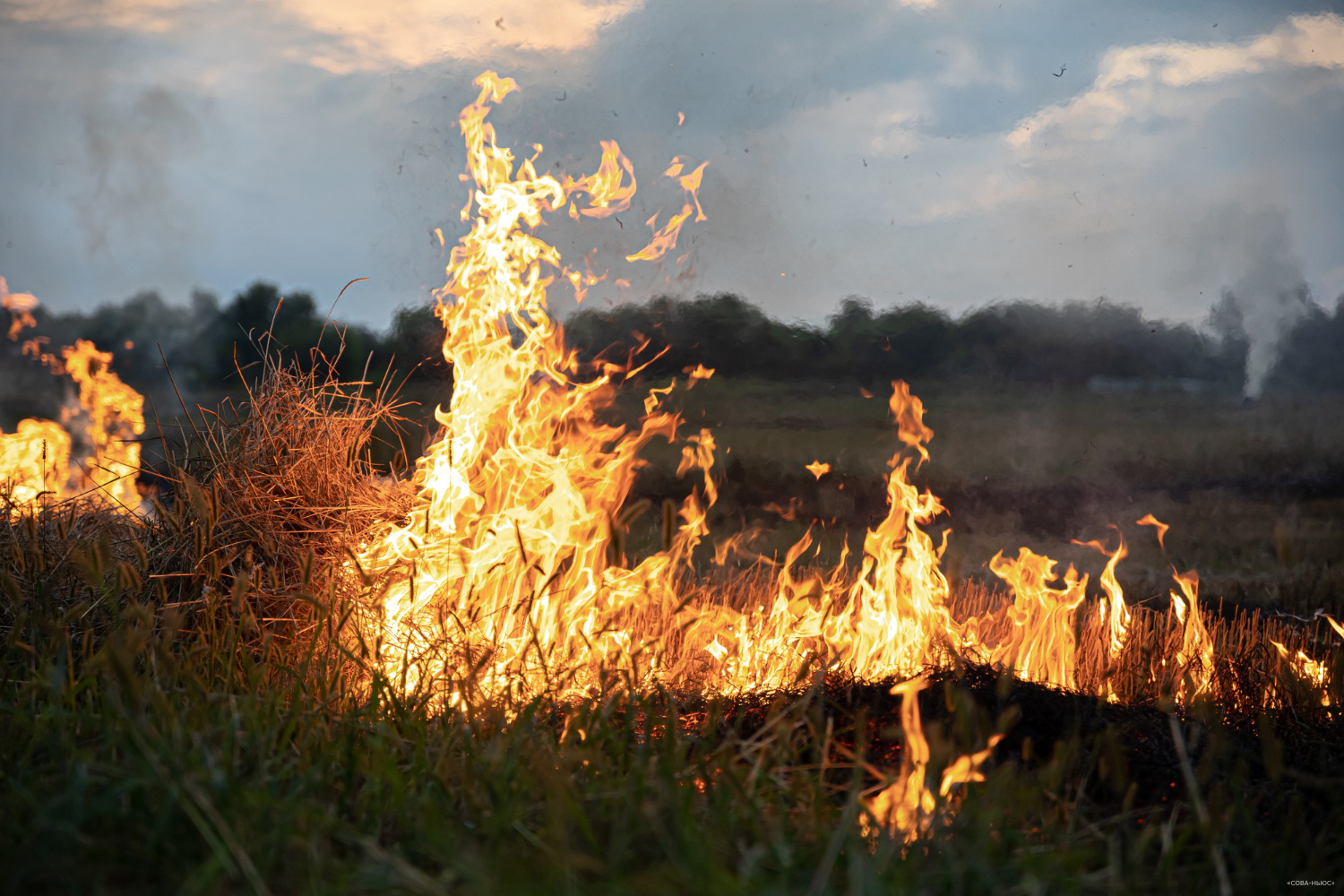 На охрану лесов от пожаров будет выделено более 14 миллиардов рублей