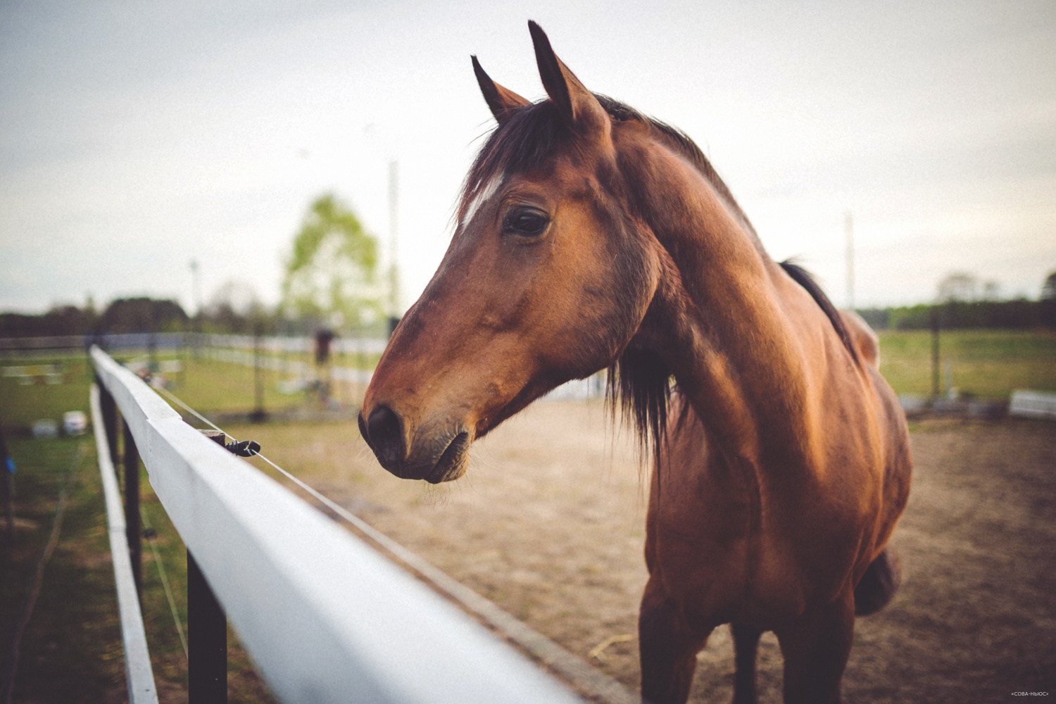В Якутии направят 570 млн рублей на поддержку коневодства